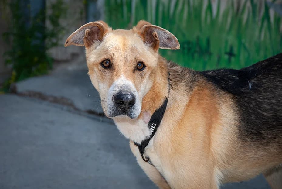 TRI, male young Mixed Breed for adoption at El Arca de Santi