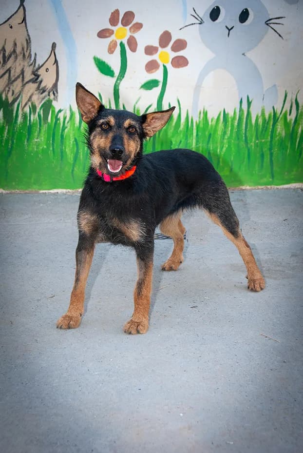 Triana, female young Mixed Breed for adoption at El Arca de Santi