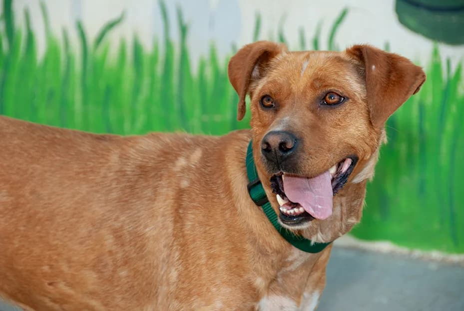 Siena, female Mixed Breed for adoption at El Arca de Santi