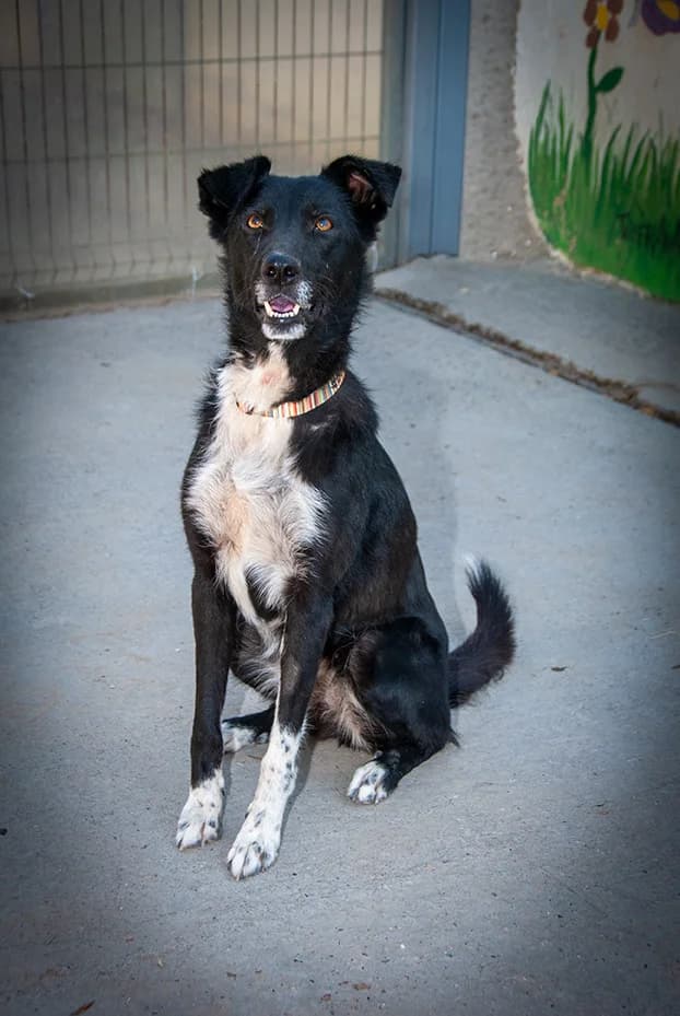 Suri, female 6yo Border Collie for adoption at El Arca de Santi