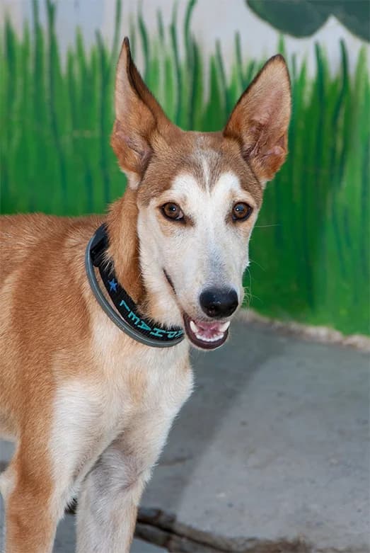 Robin adoptado, male puppy Mixed Breed for adoption at El Arca de Santi