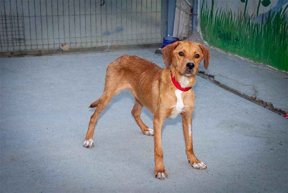 ZARPAS adoptado, male young Mixed Breed for adoption at El Arca de Santi