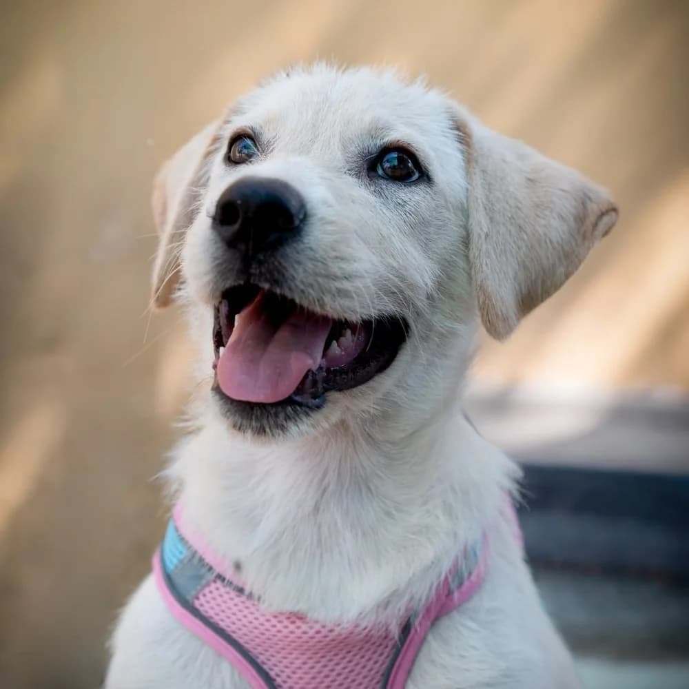 SHURI reservada, female puppy Labrador Retriever for adoption at El Arca de Santi