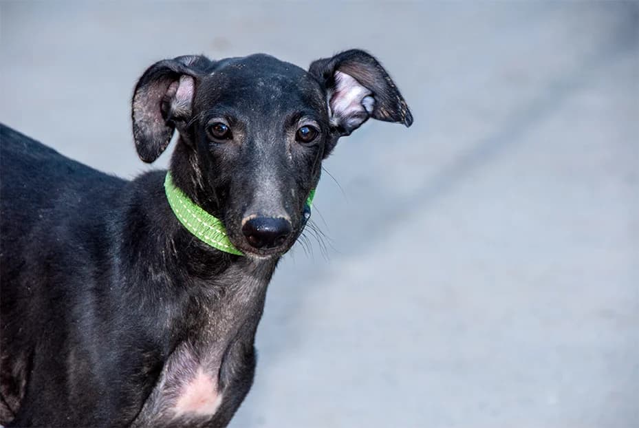Fluor adoptado, male puppy Galgo Español for adoption at El Arca de Santi