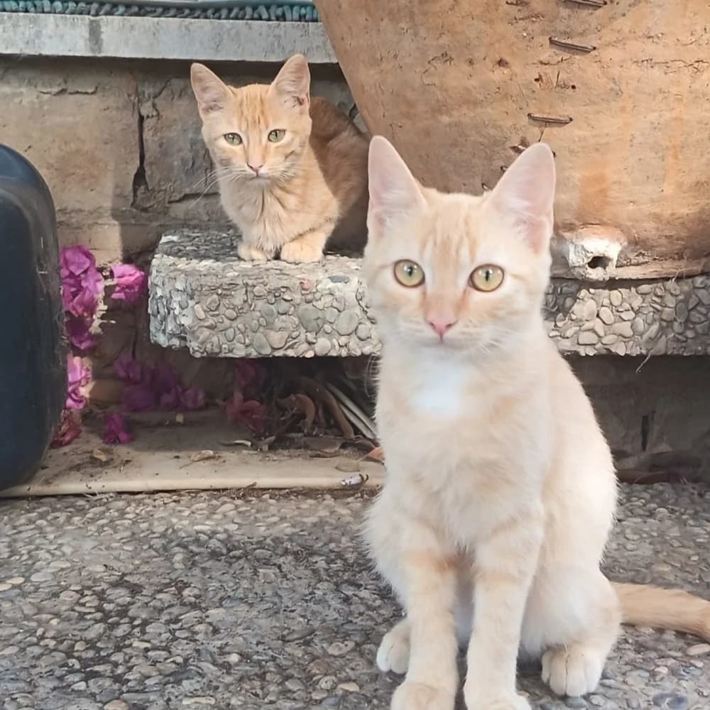 Aang, male puppy Mixed Breed for adoption at El Arca de Santi