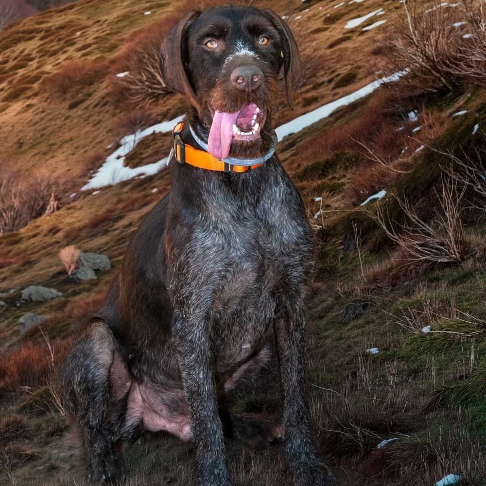 Tom, male young mixed breed for adoption at El Arca de Santi