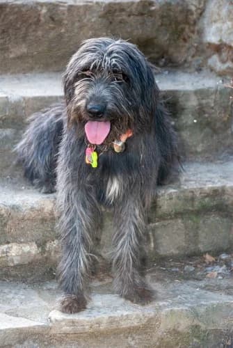 Nala, female young mixed breed for adoption at El Arca de Santi