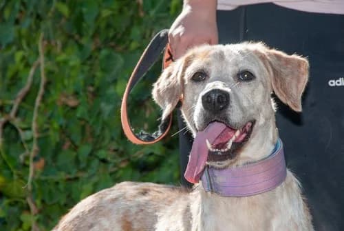 Canela, female 3yo Mixed Breed for adoption at El Arca de Santi