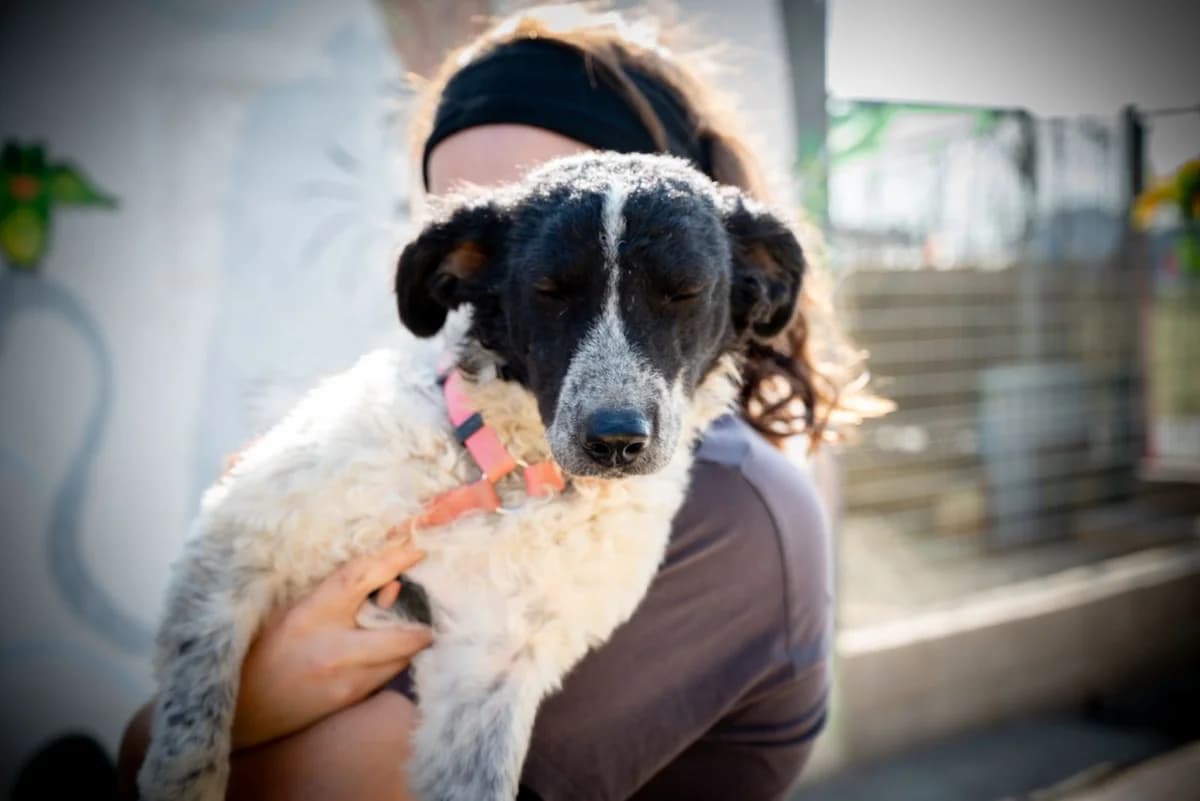 Nika, female young Mixed Breed for adoption at El Arca de Santi