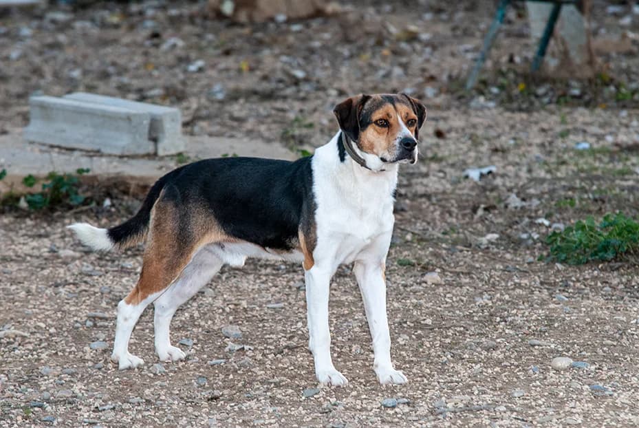 Rigodón, male senior Mixed Breed for adoption at El Arca de Santi