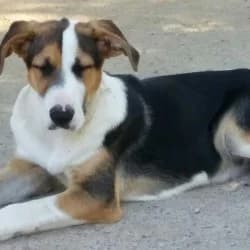 Angie, female senior Mixed Breed for adoption at El Arca de Santi