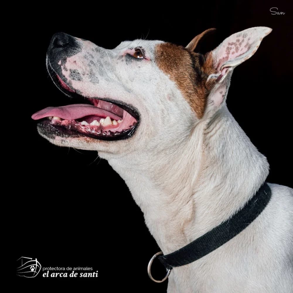 Dumbo, male senior Mixed Breed for adoption at El Arca de Santi