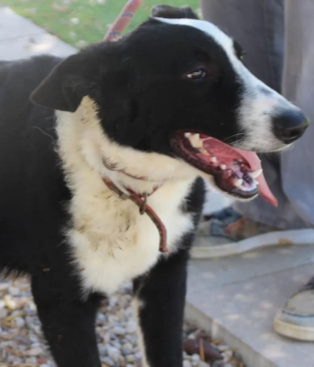 BALOO, 4yo Mixed Breed for adoption at El Cobijo Canada Hermosa, Murcia