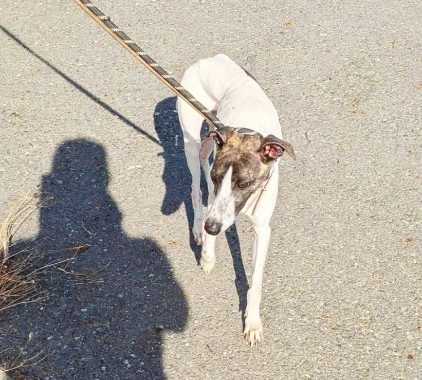 Gabi, 3yo Galgo Español for adoption at Asociación El Hocico