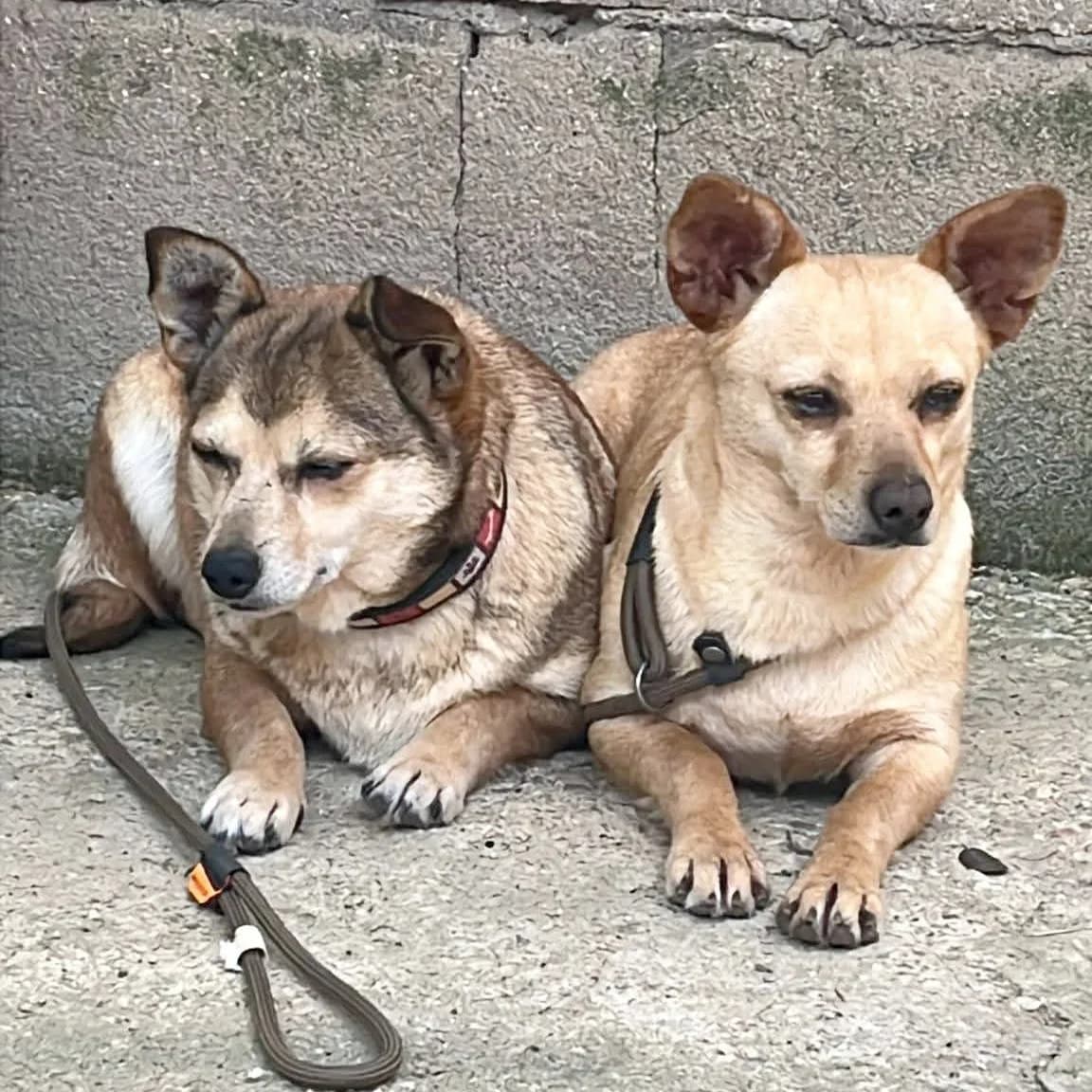 Telma Y Louis, puppy Mixed Breed for adoption at Asociación El Hocico