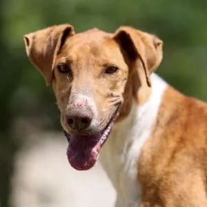 Pikachu en adopción Colmenar, male Mixed Breed for adoption at FAPAM, Malaga