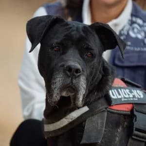 Flor en adopción Colmenar, female Mixed Breed for adoption at FAPAM, Malaga