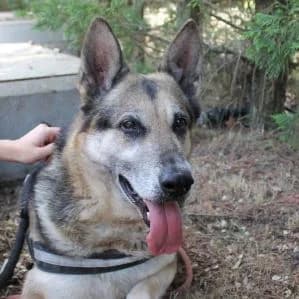 Noxa en adopción Colmenar, female German Shepherd for adoption at FAPAM, Malaga