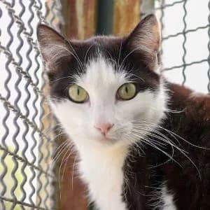 Danika en adopción Colmenar, female European Shorthair for adoption at FAPAM, Malaga