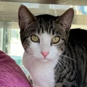 Bryce en adopción Colmenar, male European Shorthair for adoption at FAPAM, Malaga