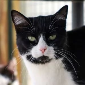 Calígula en adopción Colmenar, male European Shorthair for adoption at FAPAM, Malaga