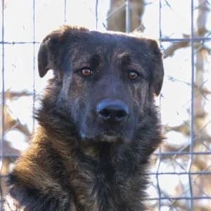 Willywonka en adopción Colmenar, male Mixed Breed for adoption at FAPAM, Malaga