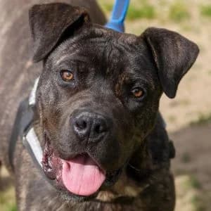 Mole en adopción Colmenar, male Mixed Breed for adoption at FAPAM, Malaga