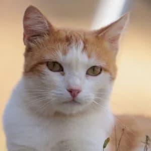 Matcha en adopción Colmenar, female European Shorthair for adoption at FAPAM, Malaga