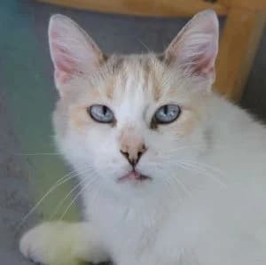Lavinia en adopción Colmenar, female European Shorthair for adoption at FAPAM, Malaga