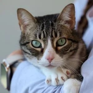 Lúa en adopción Colmenar, female puppy European Shorthair for adoption at FAPAM, Malaga