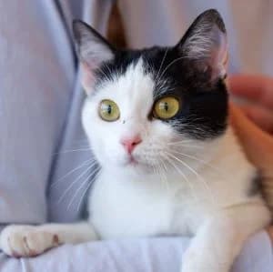 Howlita en adopción Colmenar, female European Shorthair for adoption at FAPAM, Malaga