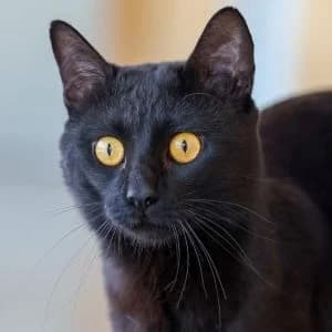 Shungit en adopción Colmenar, male European Shorthair for adoption at FAPAM, Malaga