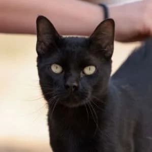 Man en adopción Colmenar, male European Shorthair for adoption at FAPAM, Malaga