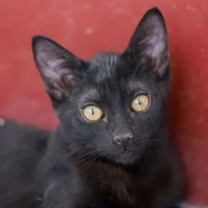 Zoltan en adopción Colmenar, male European Shorthair for adoption at FAPAM, Malaga