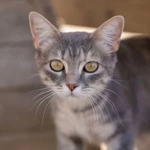 Itaca en adopción Colmenar, female puppy European Shorthair for adoption at FAPAM, Malaga