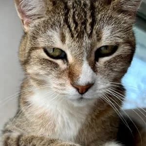 Parmesana en adopción Colmenar, female puppy European Shorthair for adoption at FAPAM, Malaga