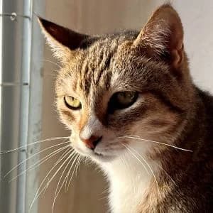 Parmesana en adopción Colmenar, female puppy European Shorthair for adoption at FAPAM, Malaga