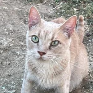 Navin en adopción Colmenar, male European Shorthair for adoption at FAPAM, Malaga