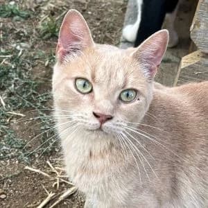 Navin en adopción Colmenar, male European Shorthair for adoption at FAPAM, Malaga