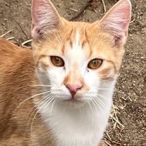 Ricote en adopción Colmenar, male European Shorthair for adoption at FAPAM, Malaga