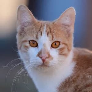 Ricote en adopción Colmenar, male European Shorthair for adoption at FAPAM, Malaga