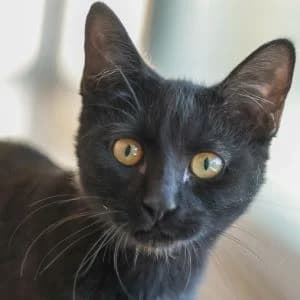 Samoa en adopción Colmenar, female European Shorthair for adoption at FAPAM, Malaga