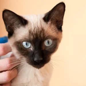 Caliza en adopción Colmenar, female puppy Siamese for adoption at FAPAM, Malaga