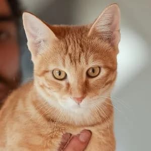 Lumbre en adopción Colmenar, male European Shorthair for adoption at FAPAM, Malaga