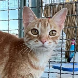 Calima en adopción Colmenar, female European Shorthair for adoption at FAPAM, Malaga