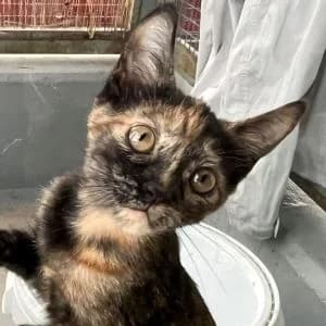 Okinawa en adopción Colmenar, female puppy European Shorthair for adoption at FAPAM, Malaga