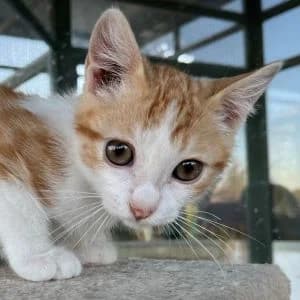 Diábolo en adopción Colmenar, male European Shorthair for adoption at FAPAM, Malaga