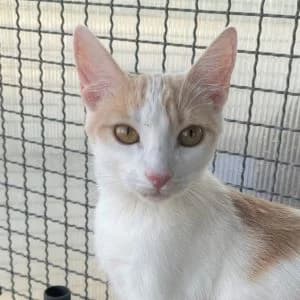 Curly en adopción Colmenar, female puppy European Shorthair for adoption at FAPAM, Malaga
