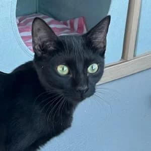 Kuromi en adopción Colmenar, female puppy European Shorthair for adoption at FAPAM, Malaga