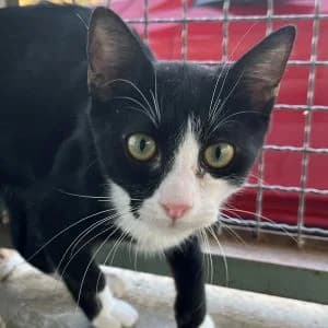 Chococat en adopción Colmenar, male European Shorthair for adoption at FAPAM, Malaga